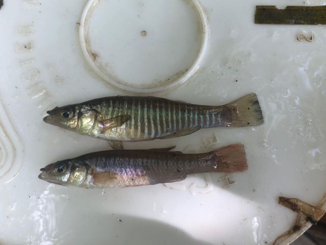 Male and Female Eastern Banded Killifish