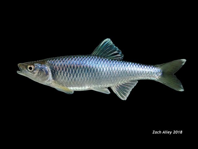 Male Spotfin Shiner Alum Creek