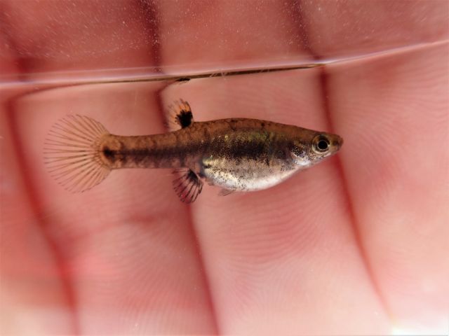 Least Killifish(Pygmy Livebearer) Female Sarasota Florida
