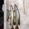 3 native Esox sp.(Allegheny River)