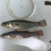 Male and Female Eastern Banded Killifish