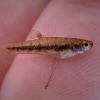 Least Killifish(Pygmy Livebearer) Male Sarasota Florida