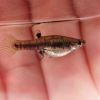 Least Killifish(Pygmy Livebearer) Female Sarasota Florida