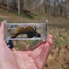 Longfin Darter (Etheostoma longimanum) #3