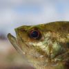 Warmouth (Lepomis gulosus)