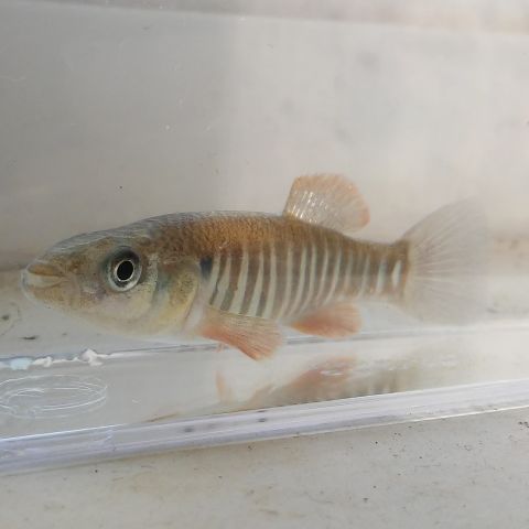 Fundulus zebrinus (male)