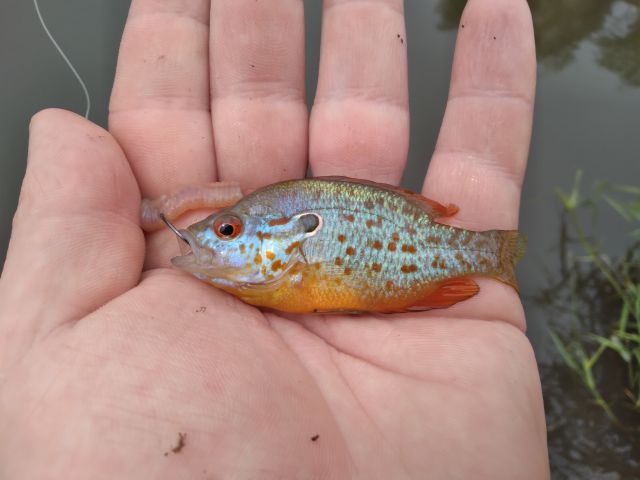 Orangespotted Sunfish