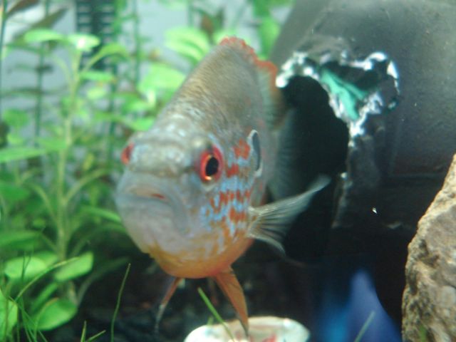 Skittles the Orangespotted Sunfish