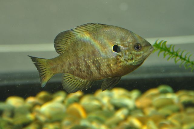 Bluegill X Redear Sunfish