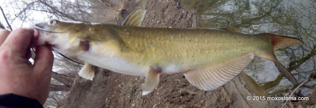 Channel Catfish with parasites?