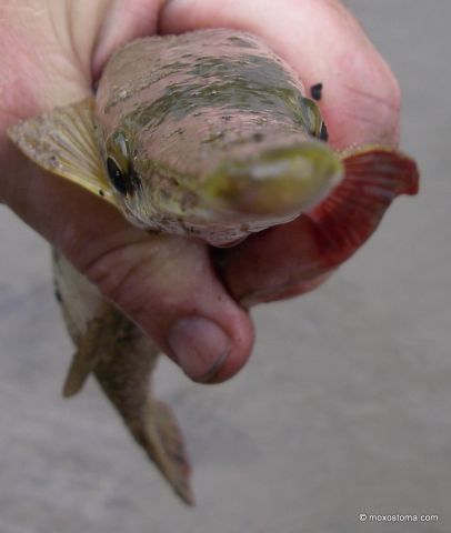 Shortnose gar (Lepisosteus platostomus), Vermillion River, IL 6/3/2012