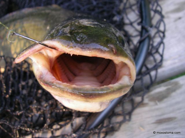 Bowfin (Amia calva), LaSalle Fish and Wildlife Area, IN, 6/26/2012