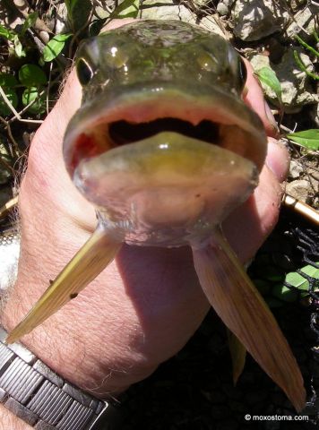 Northern pike (Esox lucius), Vermillion River, IL 6/3/2012