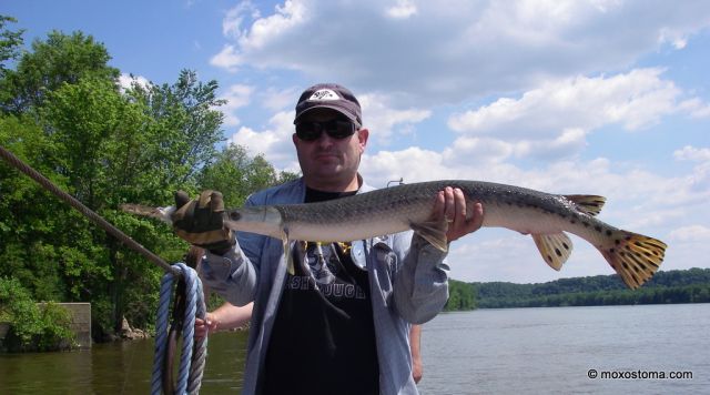 Longnose gar (Lepisosteus osseus), Mississippi River, WI 6/7/2012