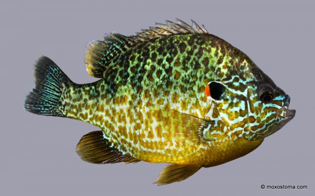 Pumpkinseed sunfish (Lepomis gibbosus), Lake Elizabeth, WI 6/23/2012