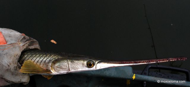 Longnose gar (Lepisosteus osseus), Gar Lake, IL 7/2012