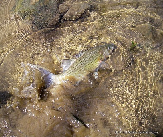 White bass (Morone chrysops), Vermillion River, IL 4/21/2012