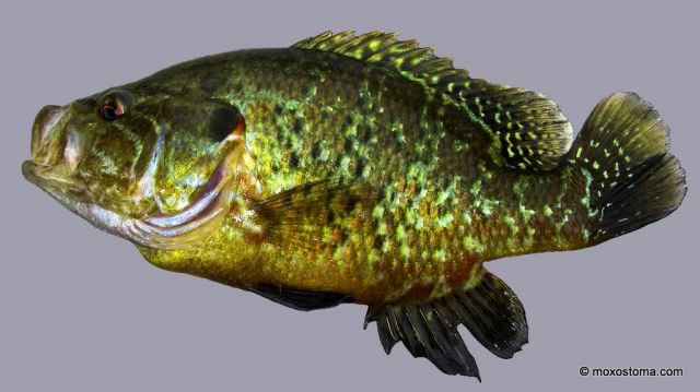 Warmouth sunfish (Lepomis gulosus), Lake Elizabeth, WI 6/23/2012