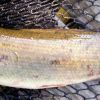 Bowfin (Amia calva), LaSalle Fish and Wildlife Area, IN, 6/26/2012