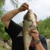 Silver carp (Hypophthalmichthys molitrix), Vermillion River, IL 6/3/2012
