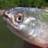Mooneye (Hiodon tergisus), Vermillion River, IL 6/3/2012