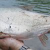 Silver carp (Hypophthalmichthys molitrix), Vermillion River, IL 6/3/2012