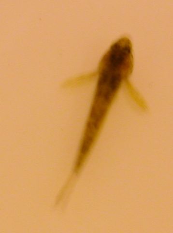 2012 fish Top view In Jar 2