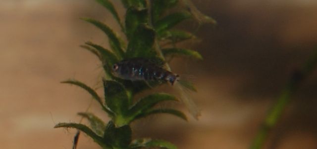 Elassoma Gilberti - juvenile male 2