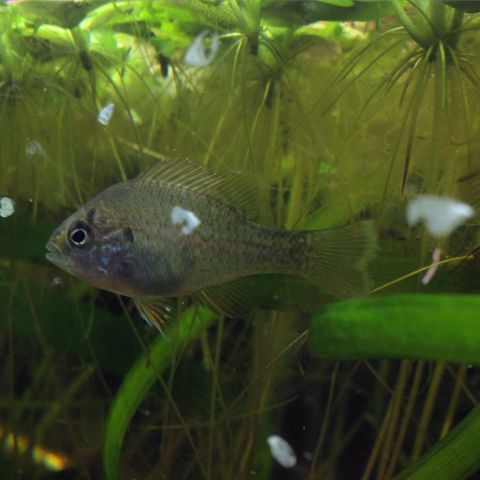 Juvenile sunfish