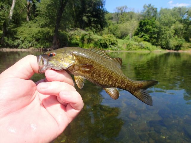 Small Smallie!