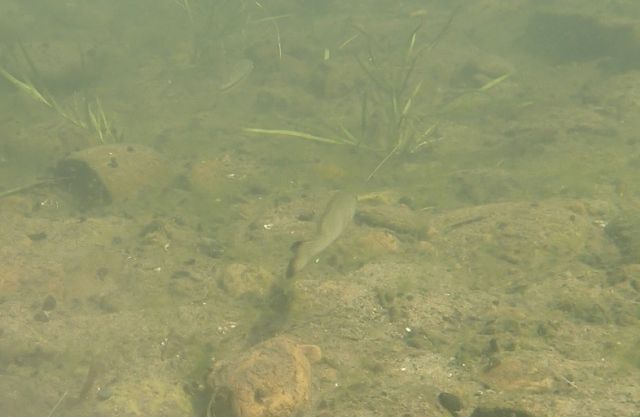 Smallmouth Bass trailing a potential meal