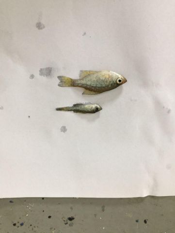 Two Black Crappies of same age: One that took to artificial feed vs. one that refused to take artificial feed