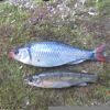 Fieryblack Shiner And Rosyside Dace