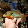 Redbreast Sunfish  (Lepomis auritus)