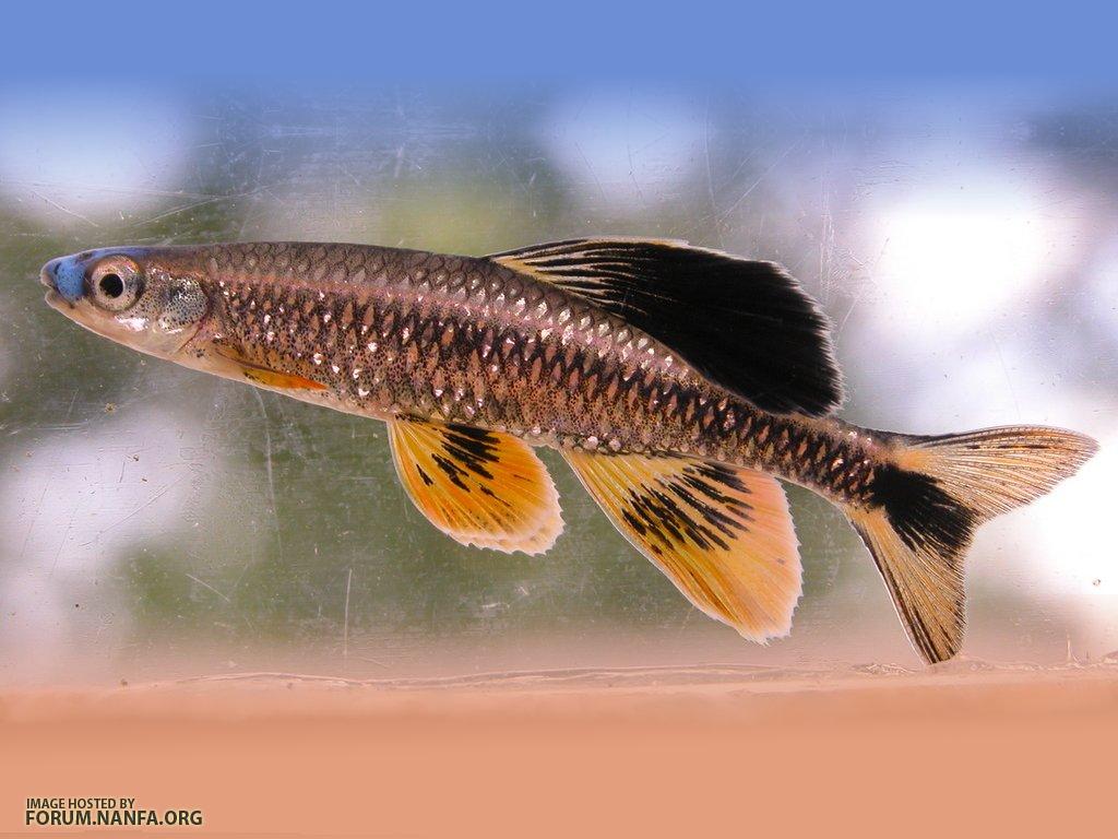 Bluenose Shiner - Minnows and Suckers - NANFA Forum