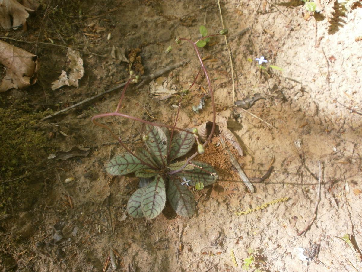P4240516.JPG