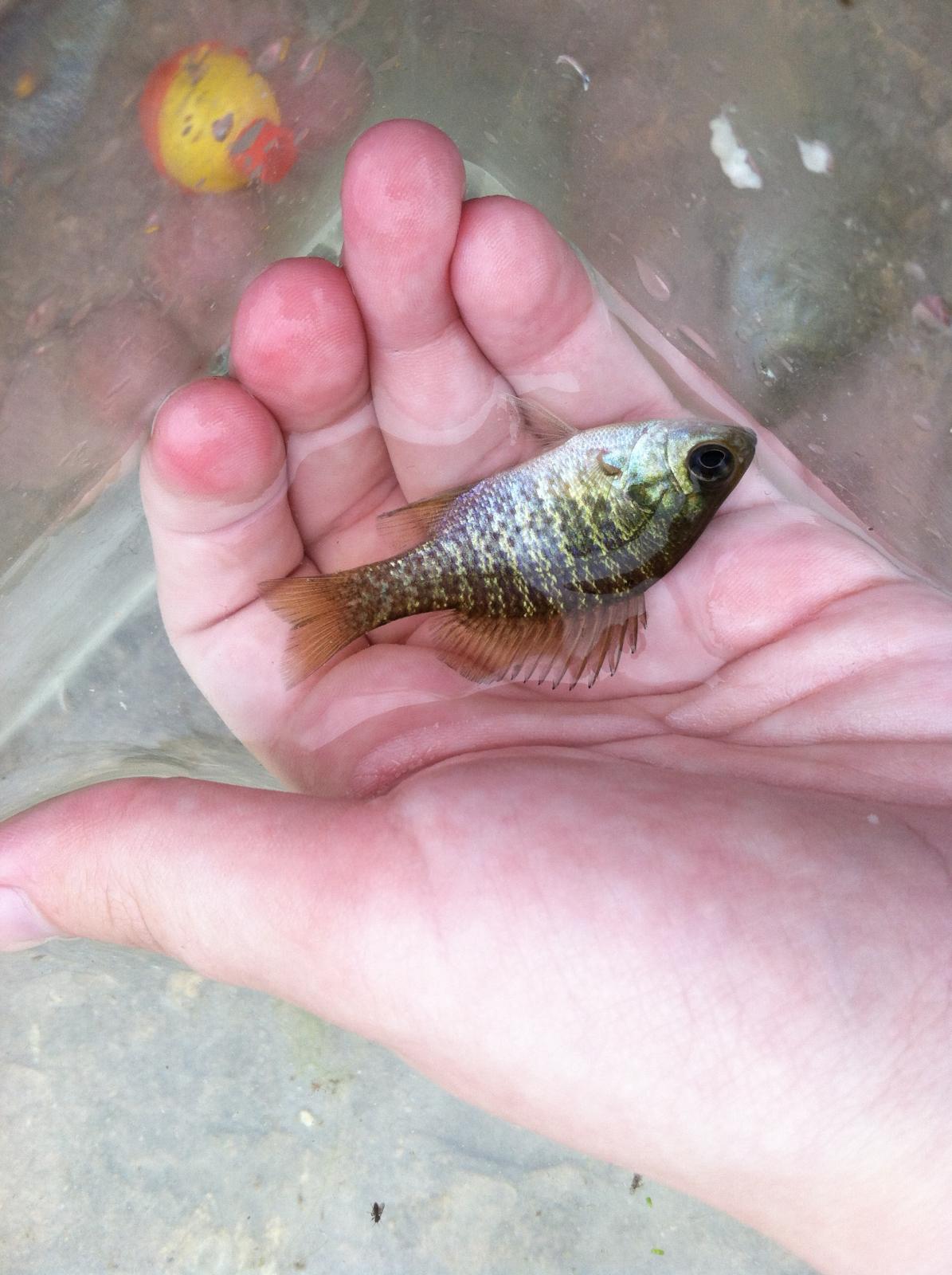 Let's see your baby fish catches! (lots of pics) - Micro Fishing