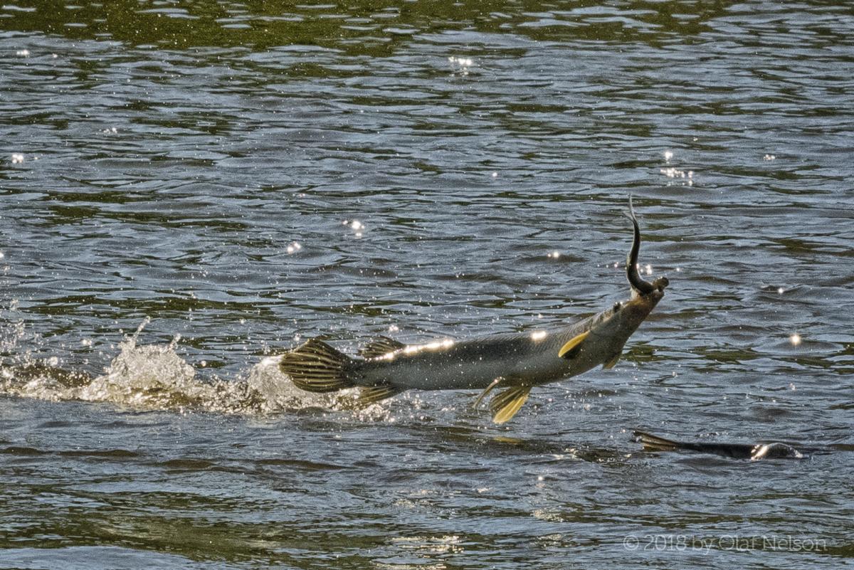 flying-gar-super-shot-with-shad-and2ndgarON2_1625-2000px.jpg