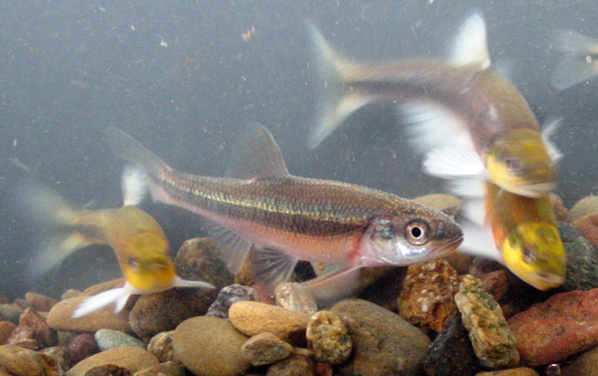 Hybrid creek chub - Photo & Video Gallery - NANFA Forum