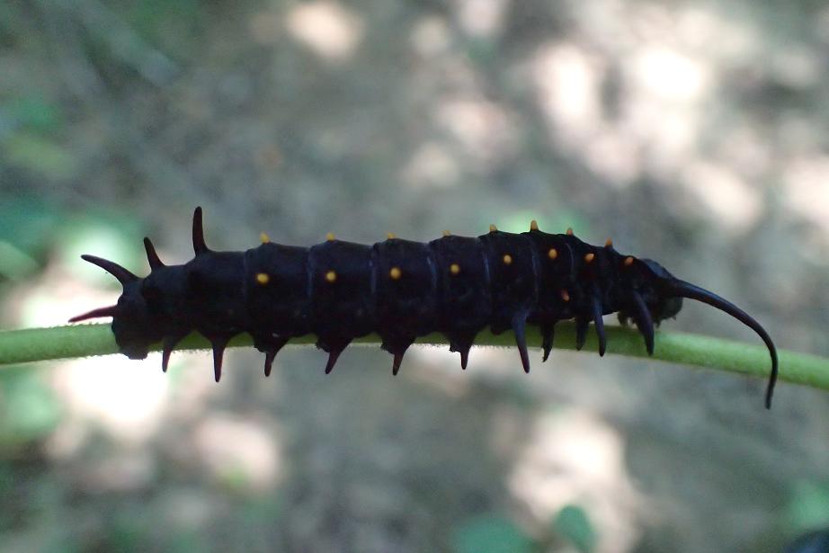 12-Caterpillar.JPG