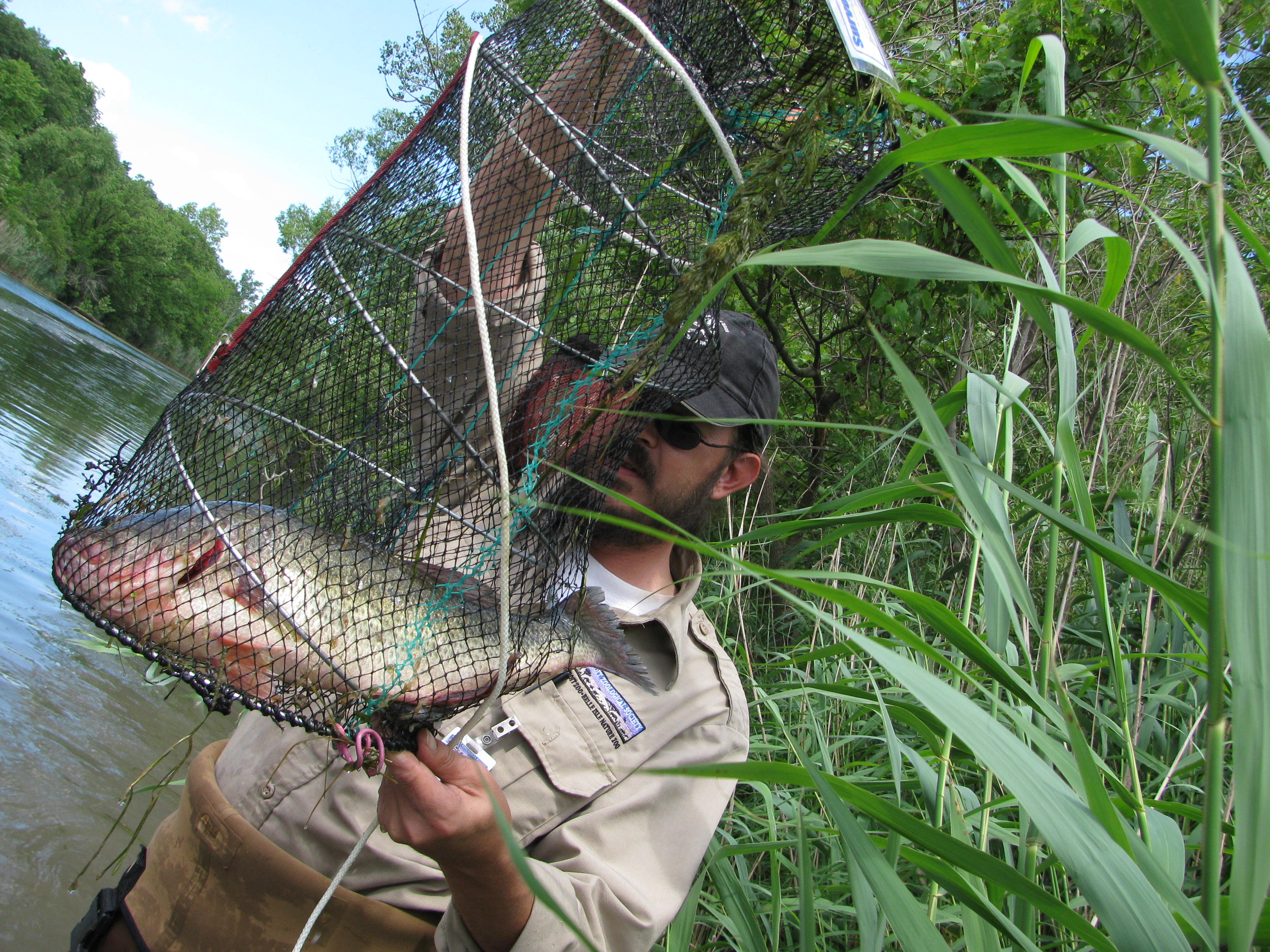 Totally insane Minnow trap catches - Nets and Sampling Gear - NANFA Forum