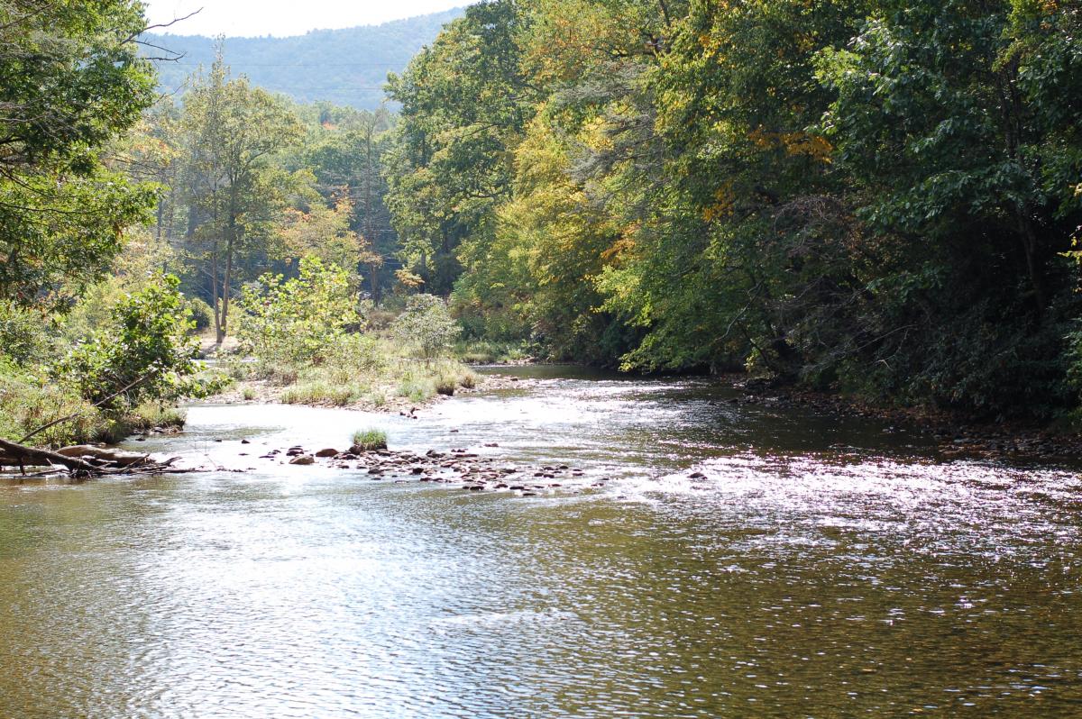 2014 NANFA Convention - NANFA Convention 2014 - Linville Falls, North ...