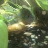 Native Fish Aquariums in Ca... - last post by Leo1234