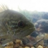 Juvenile Sunfish - last post by fishlvr