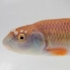 Weird GA minnow, sorry no pic, have searched extensively--ID? - last post by Michael Wolfe
