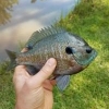 (Short Fishing Trip) Red Bank Creek, Red Bank, SC - last post by nviole