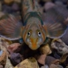 Blue shiner in full breeding color, does one exist - last post by L Link