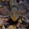 Minnow Identification - last post by L Link