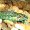 Darters turning bright green! - last post by Fleendar the Magnificent
