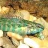 Oddball Rainbow darter - last post by Fleendar the Magnificent